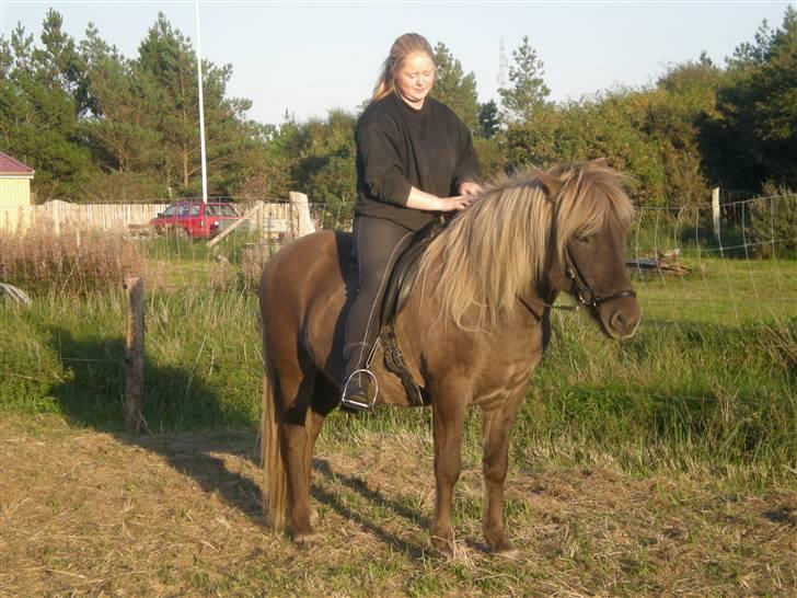 Islænder Solgt: Jóki fra Voreslyst billede 20