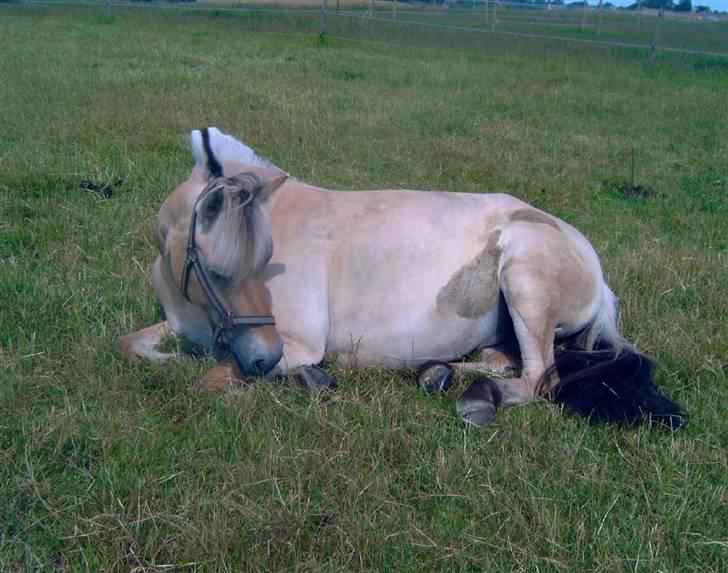 Fjordhest Bianka Kongehøj  - slapper på folden billede 3
