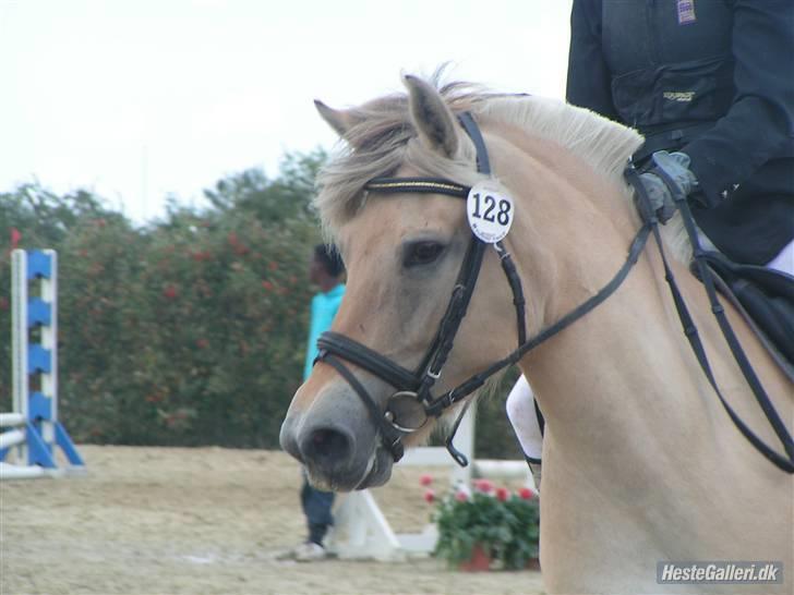 Fjordhest Bianka Kongehøj  - stævne billede 4