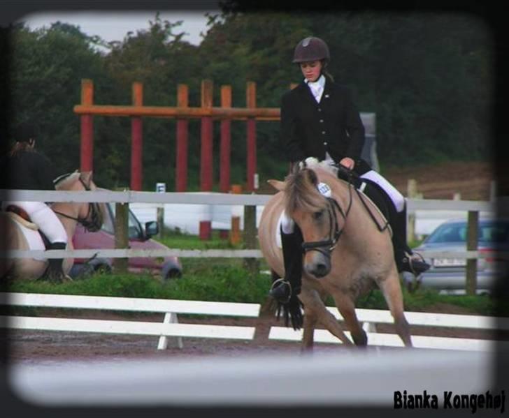 Fjordhest Bianka Kongehøj  - revsø 2008 LB1 billede 5
