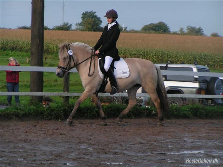 Fjordhest Bianka Kongehøj  - LB1 første stævne billede 6