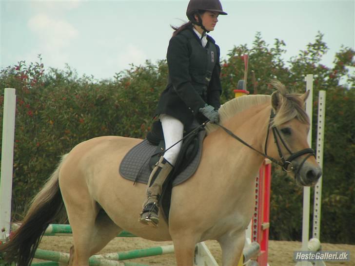 Fjordhest Bianka Kongehøj  - stævne billede 7