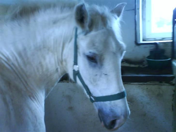 Anden særlig race Hugo - I boksen :) billede 1