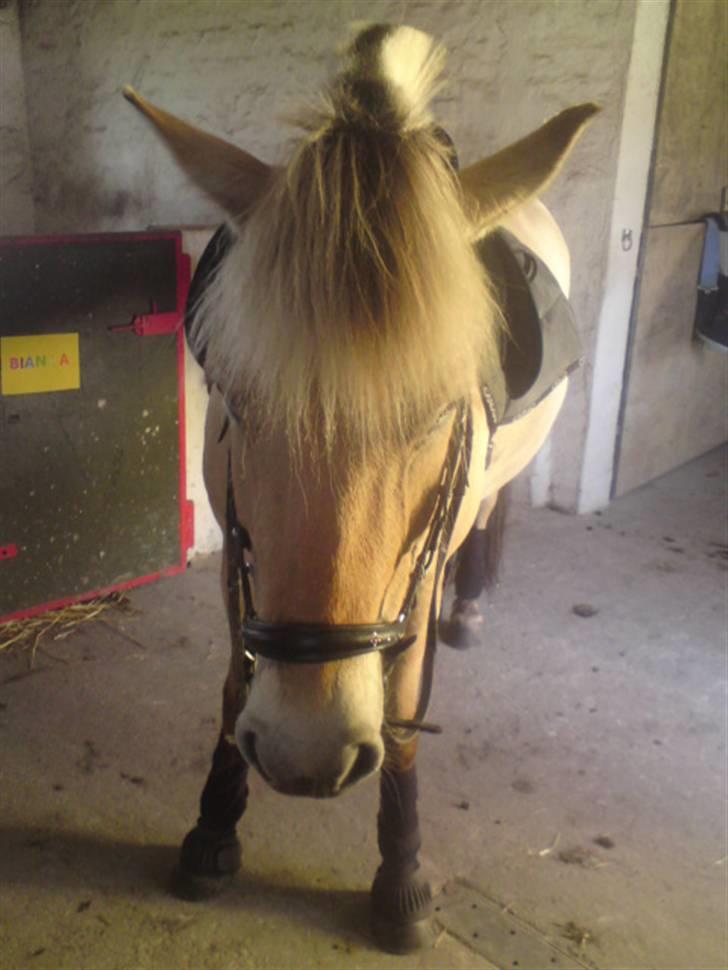 Fjordhest Bianka Kongehøj  - =) billede 8