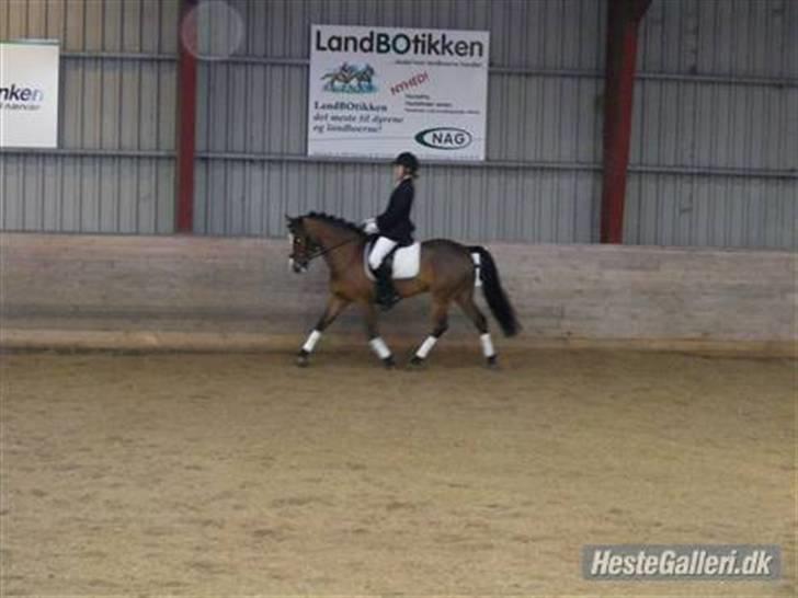 New Forest Odbjergs Bento SOLGT - Et af vores første stævner billede 3