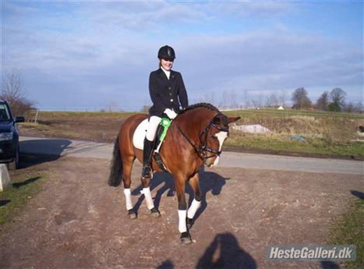 New Forest Odbjergs Bento SOLGT - Første Placering :D en 4.plads  billede 4