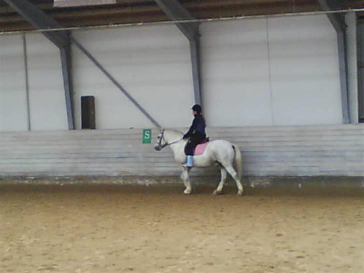 Anden særlig race Hugo - Ridning :D billede 5