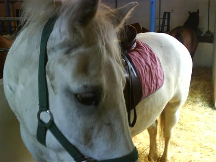 Anden særlig race Hugo - Kuk Kuk billede 7