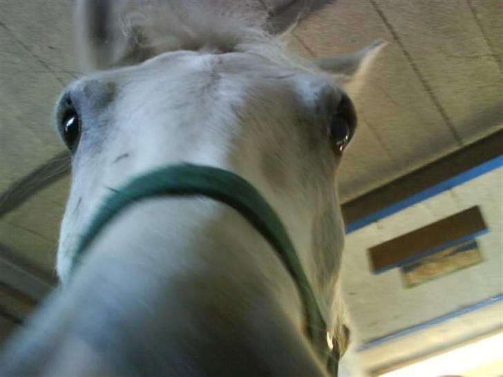 Anden særlig race Hugo - "Hvad laver du dernede ??" billede 8