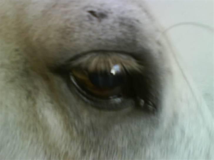 Anden særlig race Hugo - Øje Ö billede 9