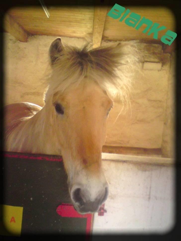 Fjordhest Bianka Kongehøj  - bianka med puske hår billede 9