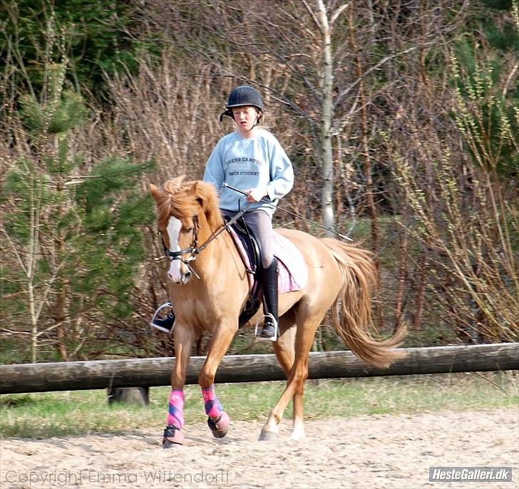 DSP Lindholms Gutchi - NYT billede 14