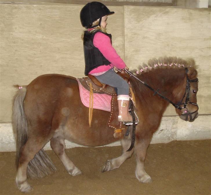 Shetlænder Florboe's Nuser - En ridetur i ridehuset med comboysadel ;) billede 18