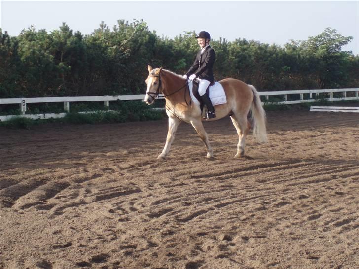 Haflinger Nissan *solgt* - Dressur stævne billede 10