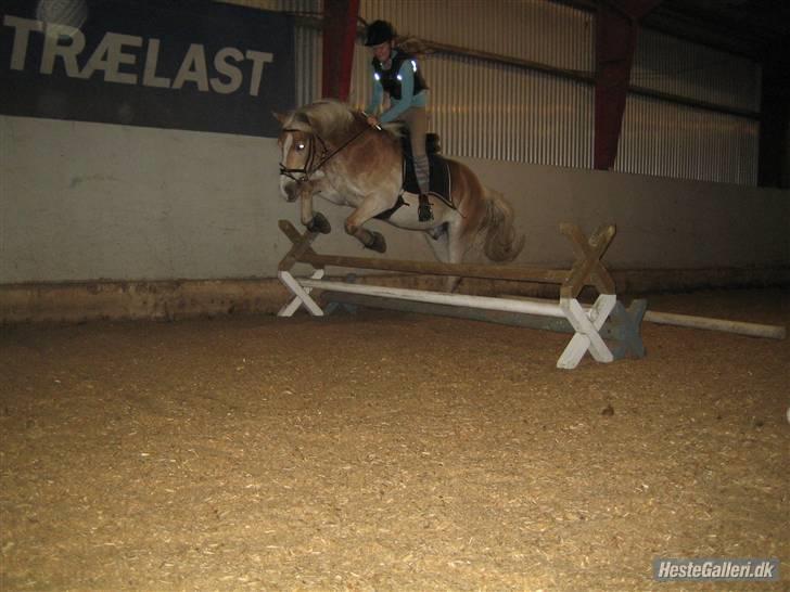 Haflinger Nissan *solgt* - undervisning med Jackie billede 11