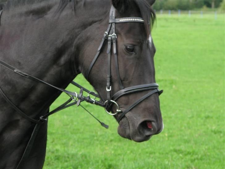 Oldenborg maj billede 12