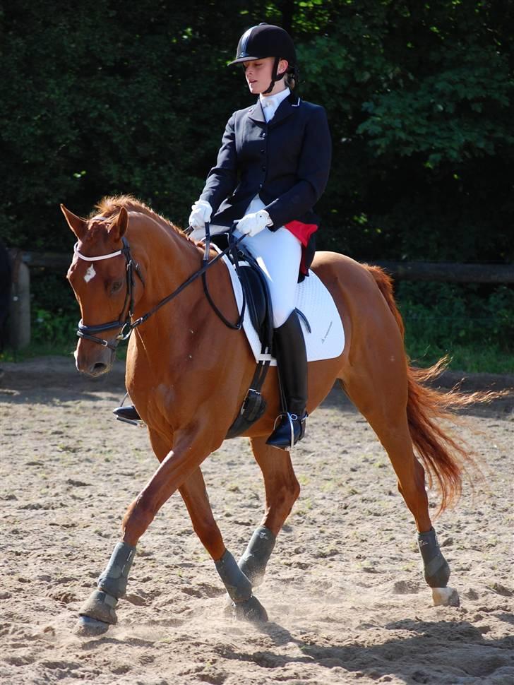 Trakehner RIVALL - *8*  Møllebjerg rideklub  Schenkelvigning i trav på opvarmningsbanen (: Foto: Kasper billede 8