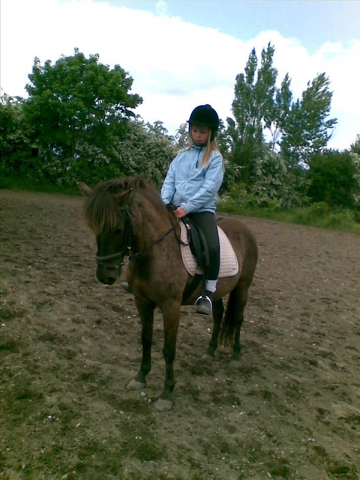 Gotlandsruss KAHLUA <3 - dejlig pony .. billede 1