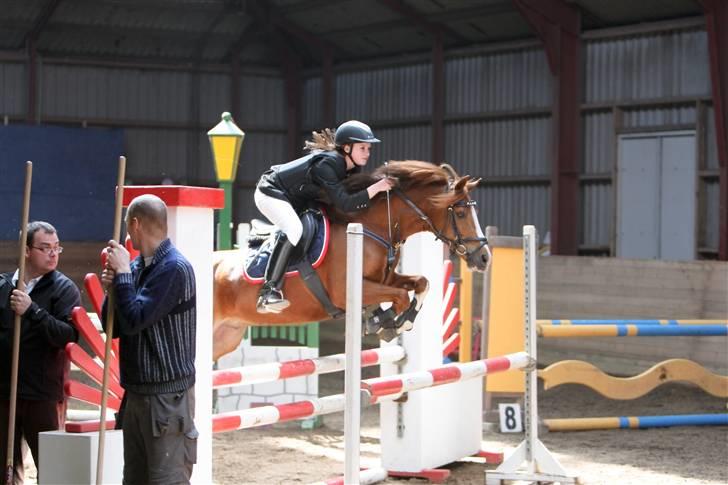 Hollandsk Sportspony MANPOWER LUDINGA - NFRK C-stævne 2009 Påsken, her i LB . BILLEDET ER KØBT. billede 9