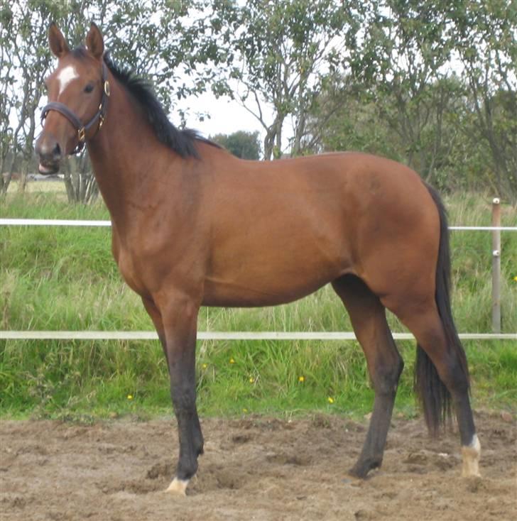 Dansk Varmblod Faithful´s Queen  billede 1