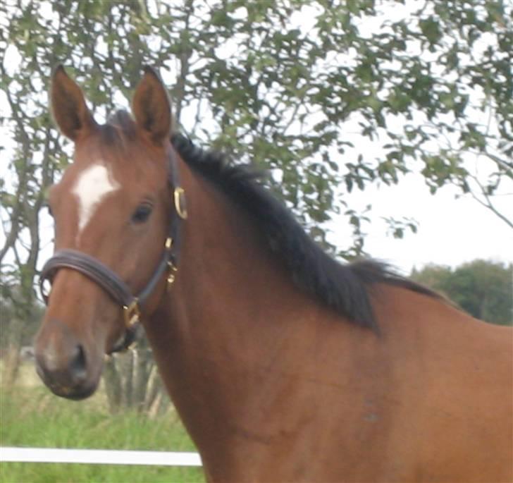 Dansk Varmblod Faithful´s Queen  billede 2