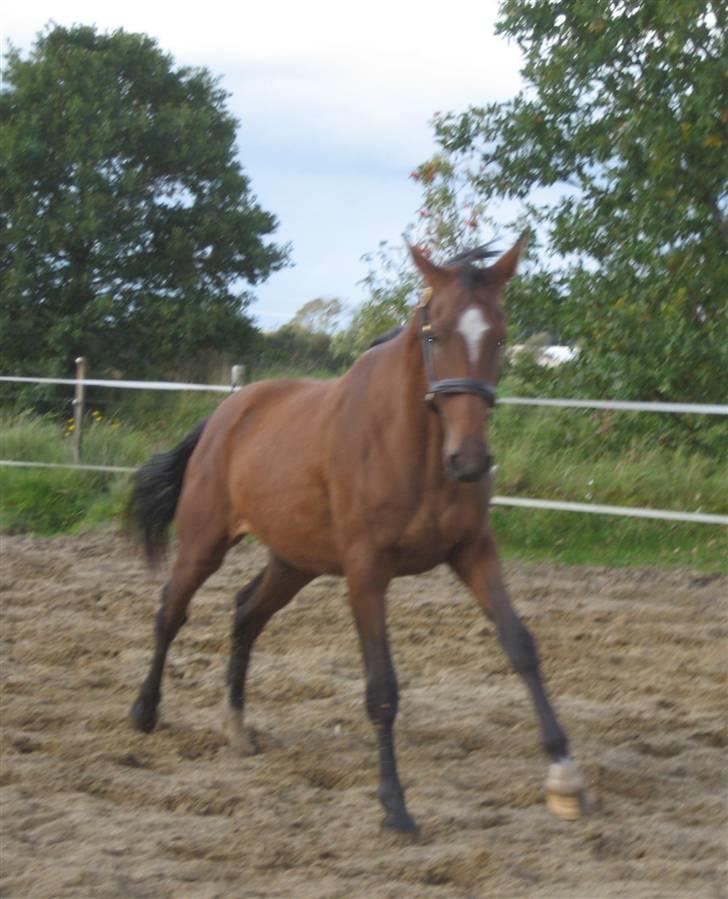 Dansk Varmblod Faithful´s Queen  billede 3