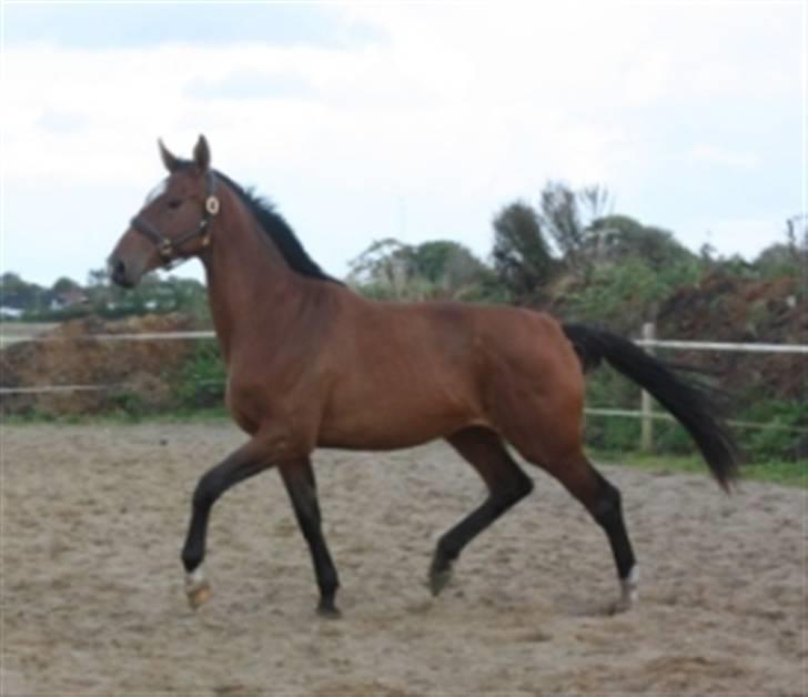 Dansk Varmblod Faithful´s Queen  billede 4