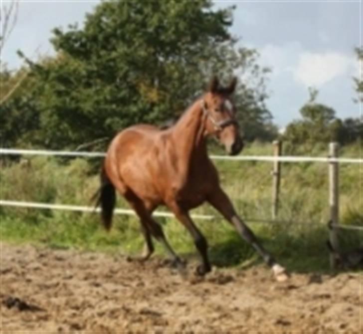 Dansk Varmblod Faithful´s Queen  billede 5