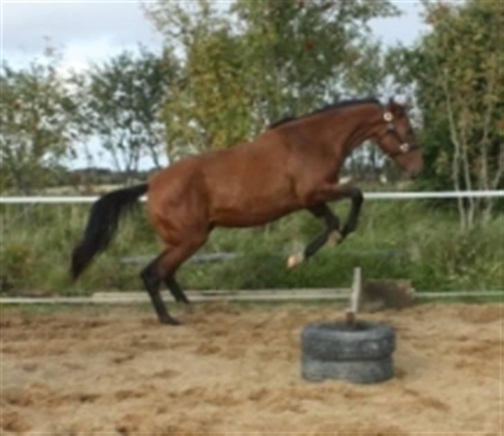 Dansk Varmblod Faithful´s Queen  billede 6