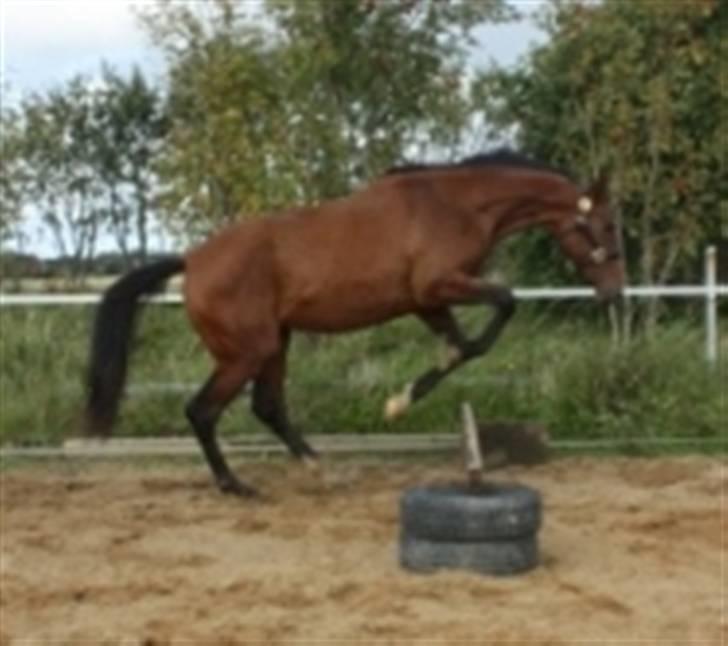 Dansk Varmblod Faithful´s Queen  billede 7