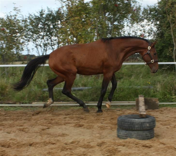 Dansk Varmblod Faithful´s Queen  - verdens mest funny taget spring afsæt billede billede 8