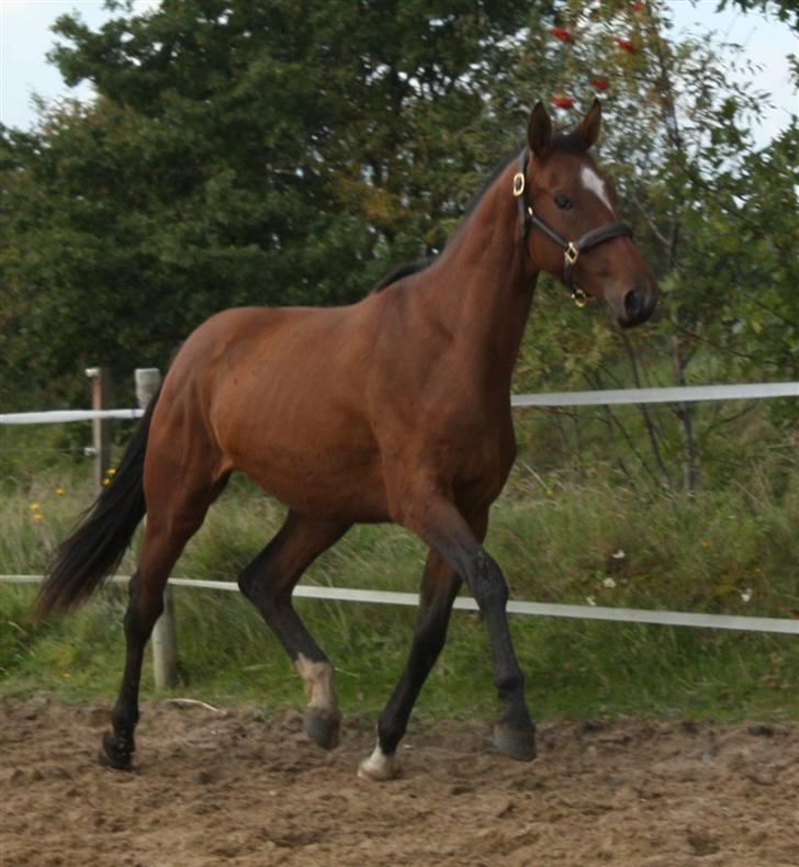 Dansk Varmblod Faithful´s Queen  billede 9