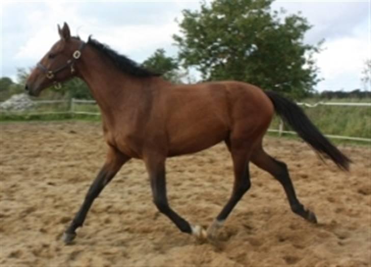 Dansk Varmblod Faithful´s Queen  billede 10