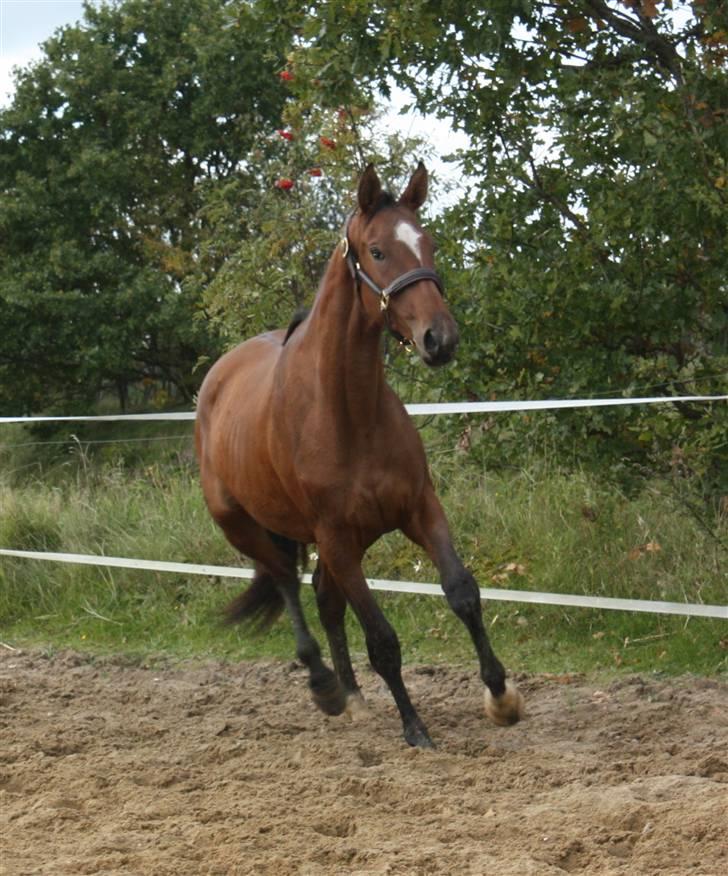 Dansk Varmblod Faithful´s Queen  billede 11