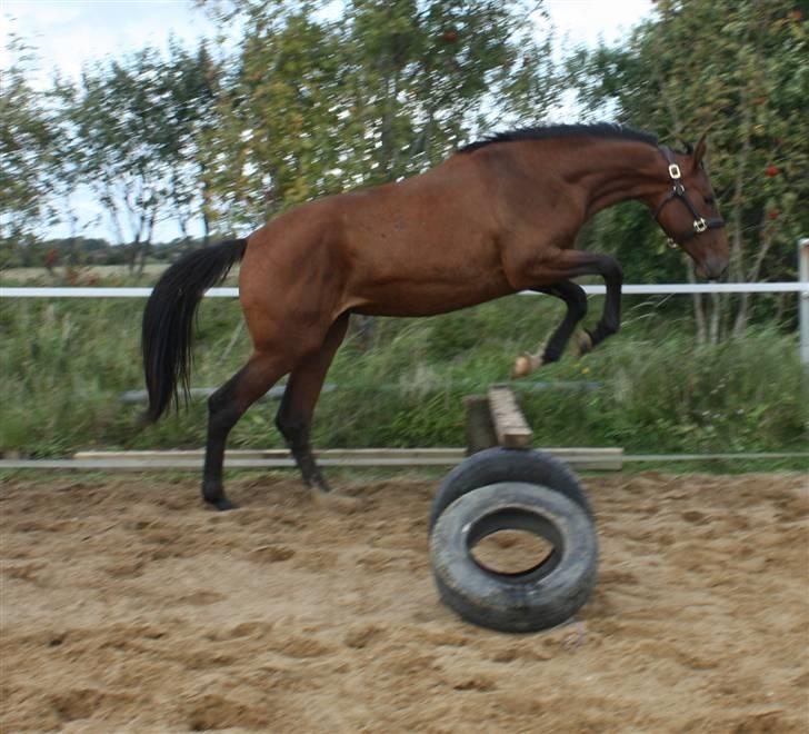 Dansk Varmblod Faithful´s Queen  billede 12