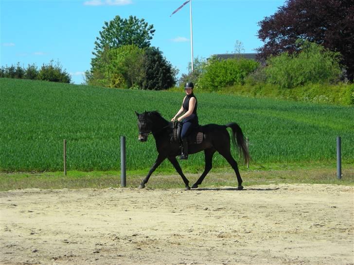 Anden særlig race Soleo (Solgt) - Træder godt op i sit eget spor:) D. 12/5-09 billede 6