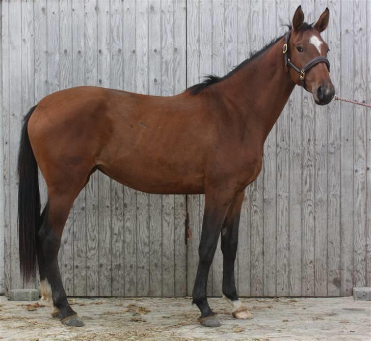 Dansk Varmblod Faithful´s Queen  billede 13