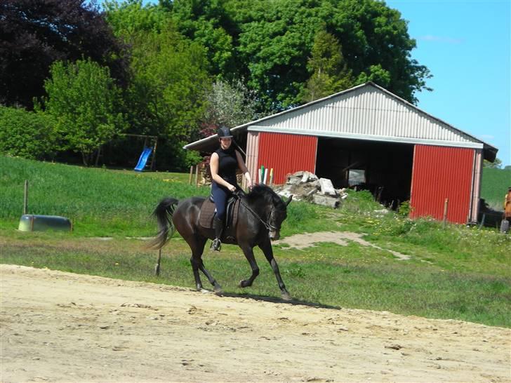 Anden særlig race Soleo (Solgt) - Wii!!!!!! Soleo og jeg i en dejlig galop..... D. 12/5-09  billede 7