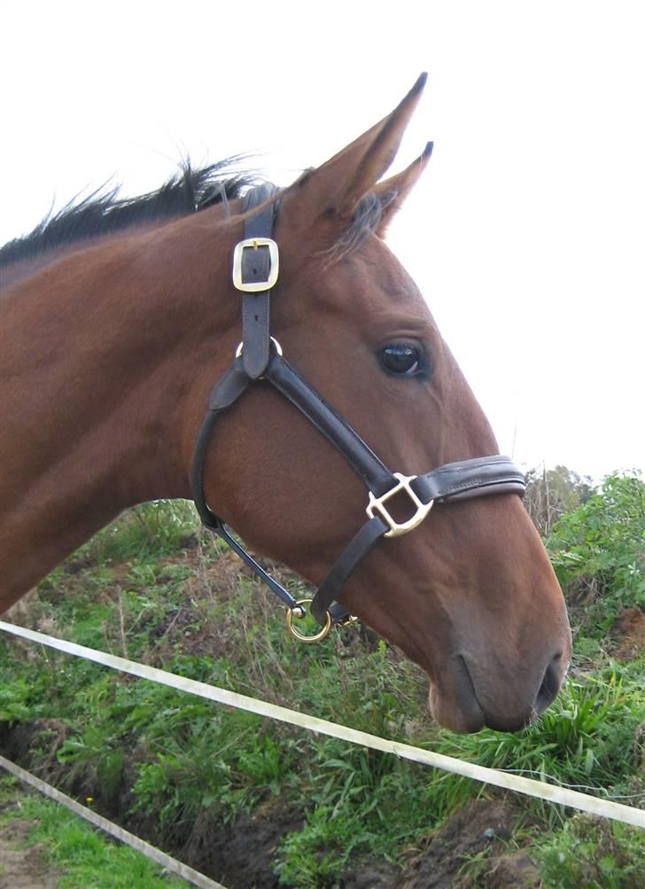 Dansk Varmblod Faithful´s Queen  billede 14