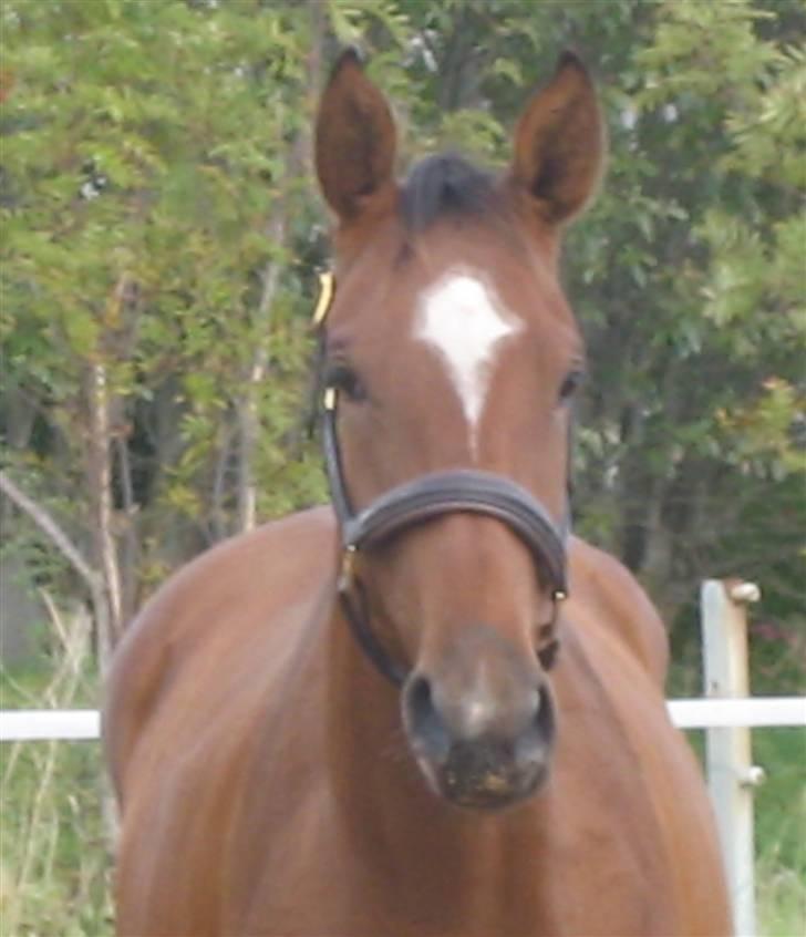 Dansk Varmblod Faithful´s Queen  billede 15