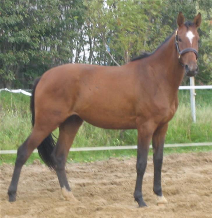 Dansk Varmblod Faithful´s Queen  billede 17