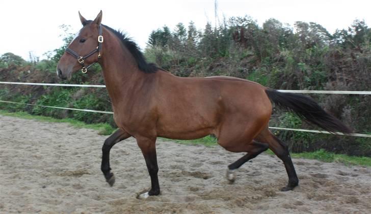 Dansk Varmblod Faithful´s Queen  billede 18