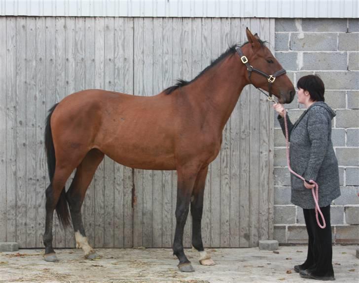 Dansk Varmblod Faithful´s Queen  billede 19