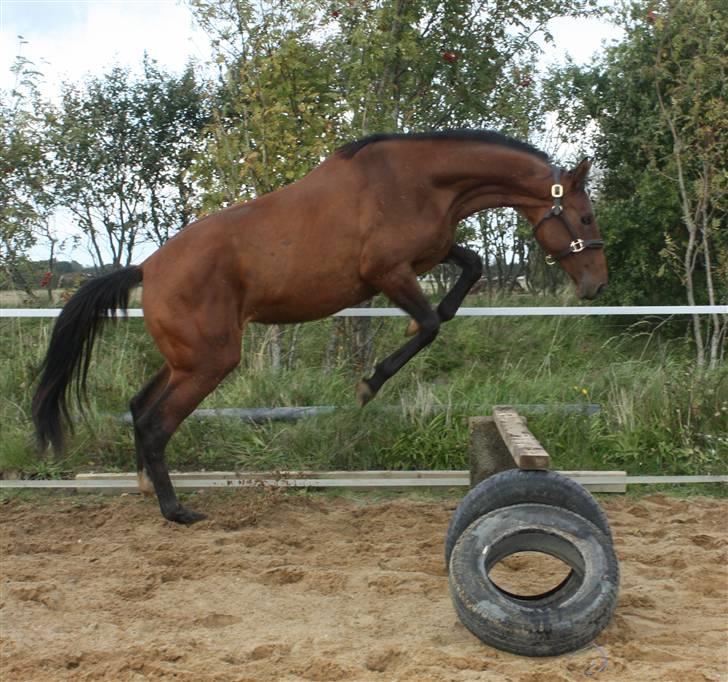 Dansk Varmblod Faithful´s Queen  billede 20