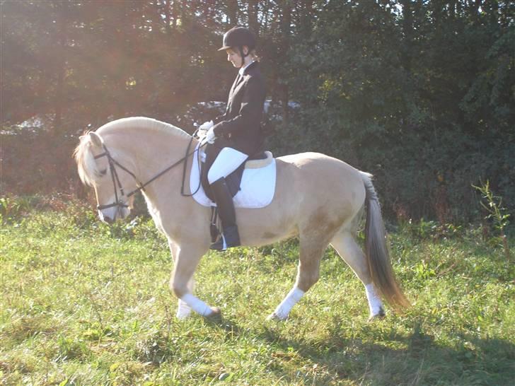 Fjordhest Tor - Opvarmning til LC1 (: Var nød til at ride ved siden af ridebanen, fordi den var totalt mudret :/ ikke så smart med hvide bandager på.. billede 14