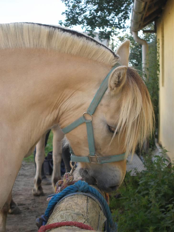 Fjordhest Tor billede 17