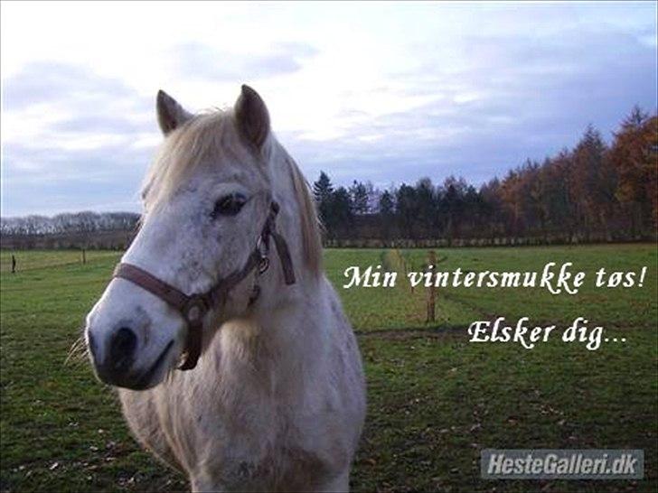 Anden særlig race Bella <3 - Billede nr.: 5* Søde Bella <3 billede 5
