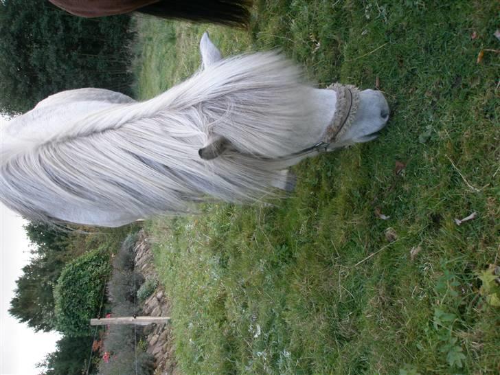 Islænder <3 Twister/Twistur <3 billede 1