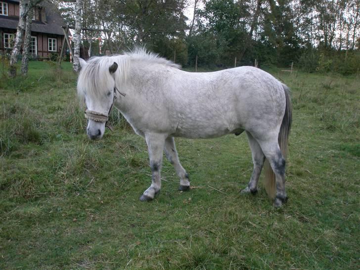 Islænder <3 Twister/Twistur <3 billede 3