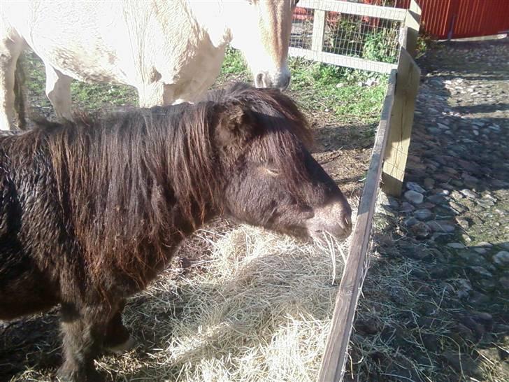 Shetlænder Bølle<3(L' ILY <3 - Bølle spiser hø foto:Annika NYT-30/9 billede 9